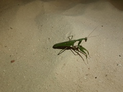 Sphodromantis rubrostigma