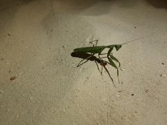 Sphodromantis rubrostigma