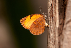 Cnodontes penningtoni