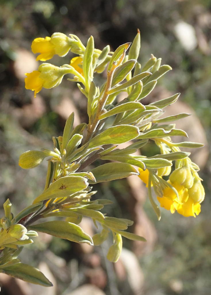 Fragrant Dollsrose