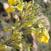 Hermannia odorata - Photo (c) Nicola van Berkel, algunos derechos reservados (CC BY-SA), subido por Nicola van Berkel
