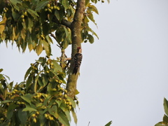 Yungipicus canicapillus