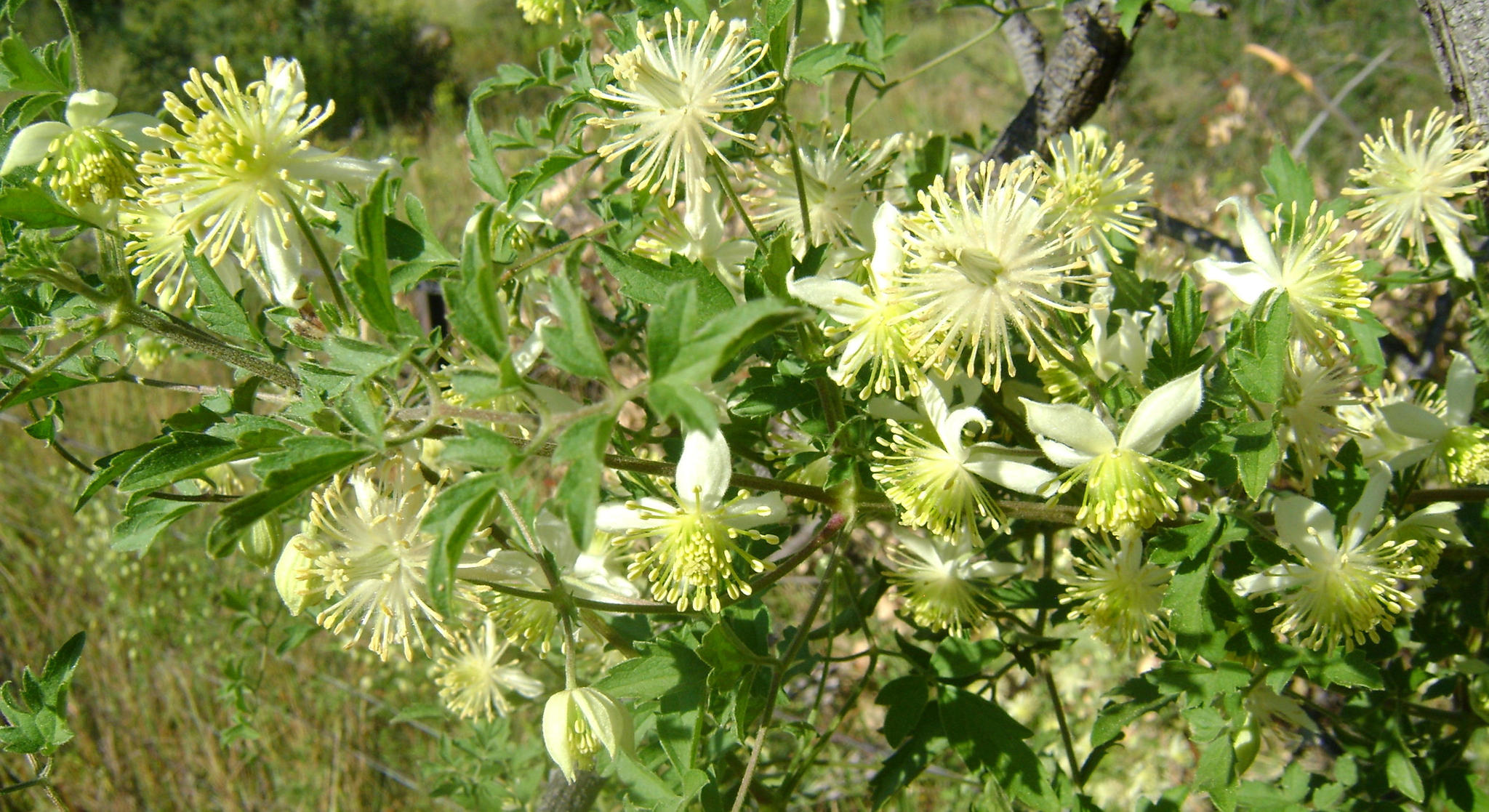 Clematis brachiata
