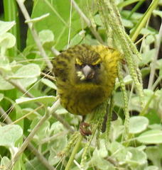 Crithagra scotops umbrosa