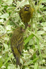 Crithagra scotops umbrosa