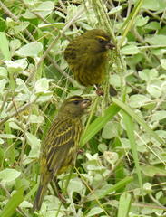 Crithagra scotops umbrosa