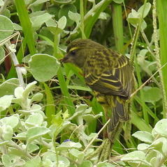 Crithagra scotops umbrosa