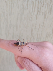 Armillatus