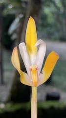 Maxillaria ringens