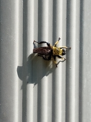 Laphria affinis