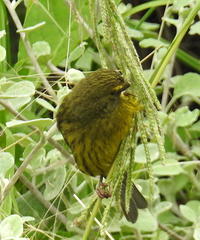 Crithagra scotops umbrosa