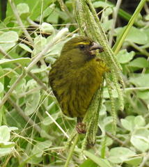 Crithagra scotops umbrosa