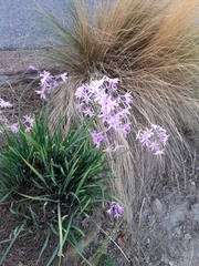 Tulbaghia violacea
