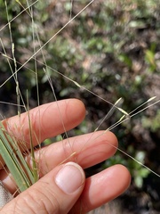 Eragrostis refracta