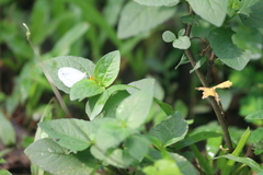 Leptosia nina