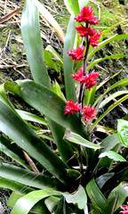 Hohenbergia