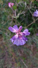 Lathyrus pubescens