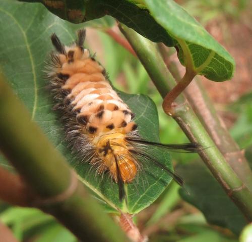 Splendorous Hornet Handmaiden Moth