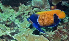 Pomacanthus navarchus