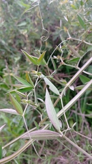 Lathyrus pubescens
