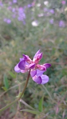 Lathyrus pubescens