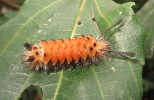 Splendorous Hornet Handmaiden Moth