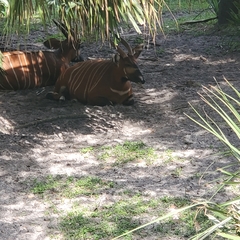 Tragelaphus eurycerus