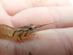 Macrobrachium nipponense