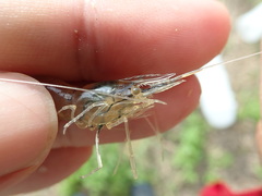 Macrobrachium nipponense