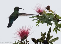 Eulampis holosericeus