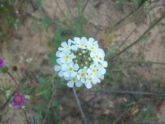 Manulea corymbosa