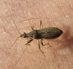 Himacerus major