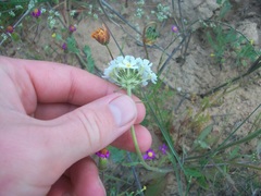 Manulea corymbosa