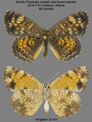 Phyciodes tharos orantain