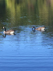 Branta canadensis