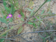 Manulea corymbosa