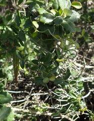 Astephanus triflorus