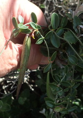 Astephanus triflorus