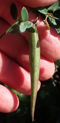 Astephanus triflorus