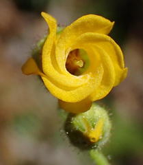 Hermannia althaeifolia