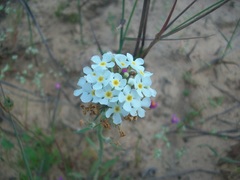 Manulea corymbosa