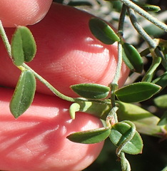 Astephanus triflorus