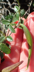 Astephanus triflorus