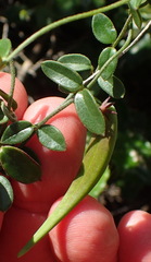 Astephanus triflorus