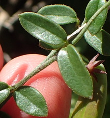 Astephanus triflorus