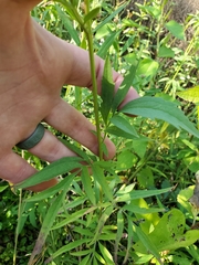 Ratibida pinnata