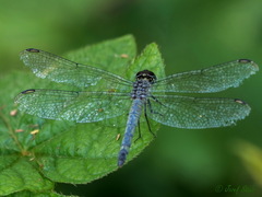 Chalcostephia flavifrons