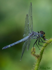 Chalcostephia flavifrons