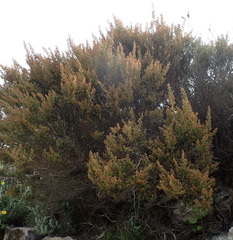 Erica arenaria