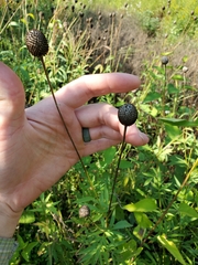Ratibida pinnata